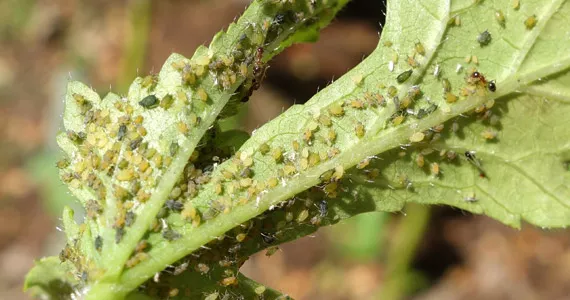 Aphids - Pests & Diseases
